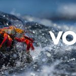 VOW ASA