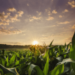 Diversificación y Sostenibilidad en Soluciones Químicas y Agroalimentarias